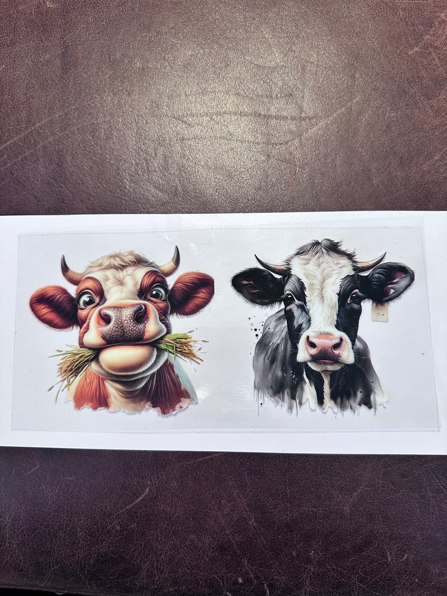 Bull Duo