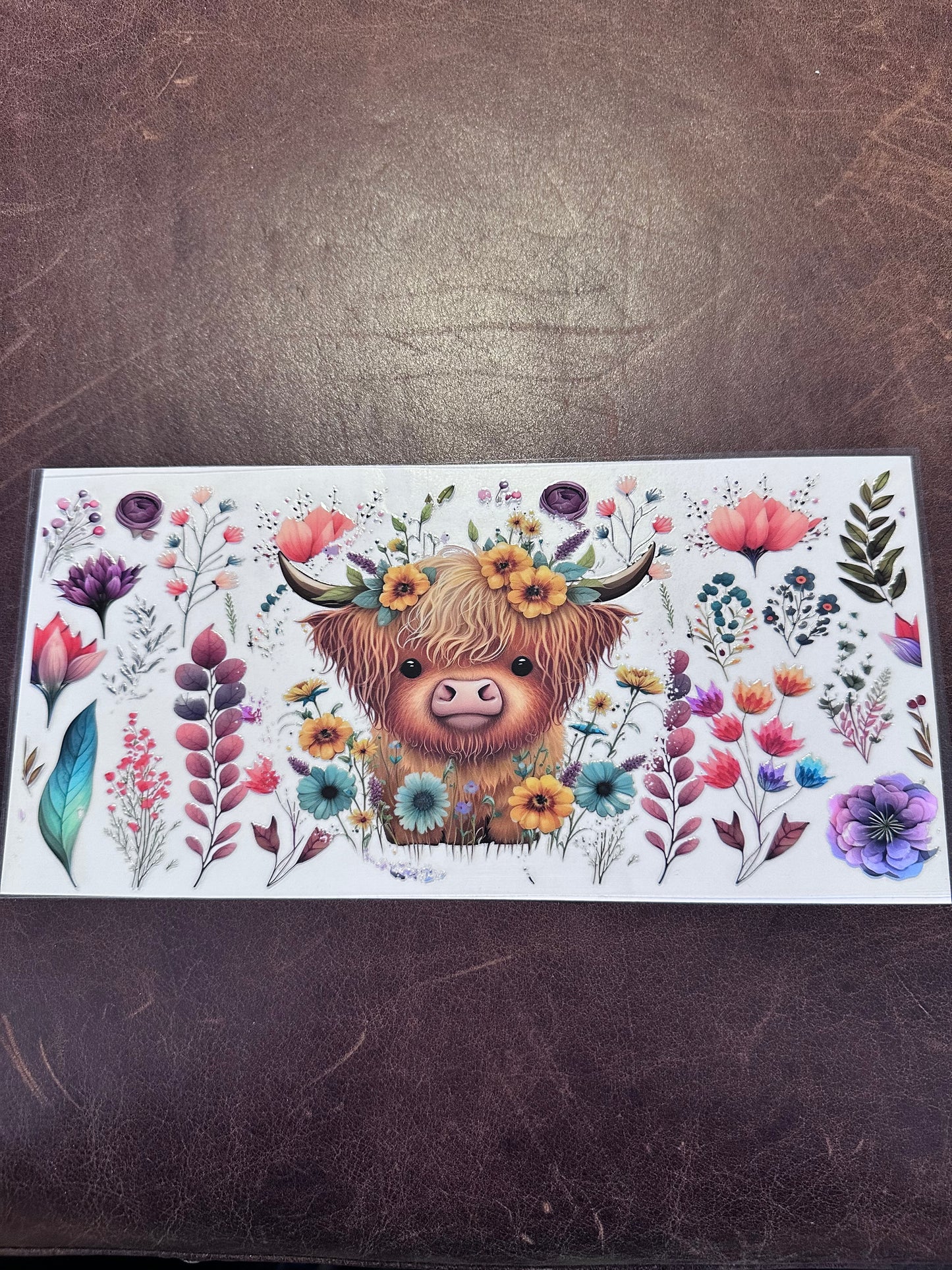 Adorable Baby Hyland Bull