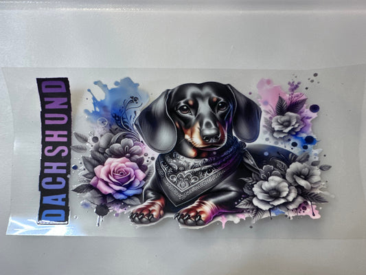 Dachshund Pink & Blue Splash